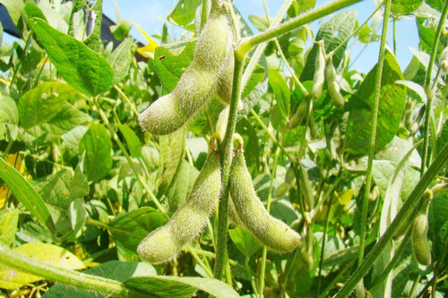 Semillas Para Cultivo De Soja Organica Ideal Huerta Soya