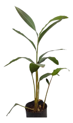 Plantas Achiras Bordó O Verde 4lts 60cm Ver Oferta*