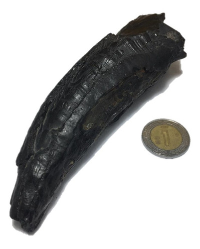 1 Diente De Ballena Cetaceo Auténtico Piedra Fosil Antiguo