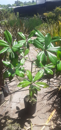 Magnolio, Magnolia. Magnolia Grandiflora 10lts