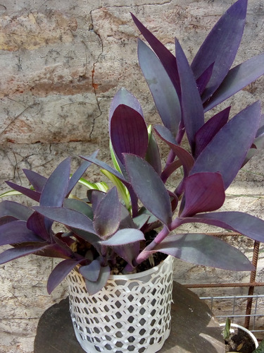 Tradescantia Pallida Planta X 3 Unidades