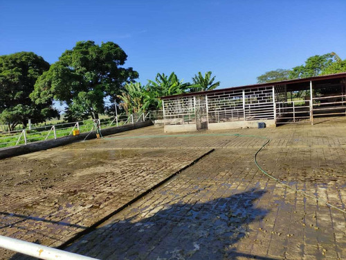 Imagen 20 de 30 de Se Vende Finca Ganadera En El Estado Barinas