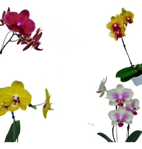 Kit 2 Orquidea Phalaenopsis Adulta No Vaso Cores Variáveis 