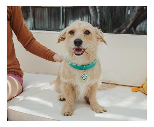 Réplica De Collar De Perro Azul De Scooby-doo Con Dije Y | Y