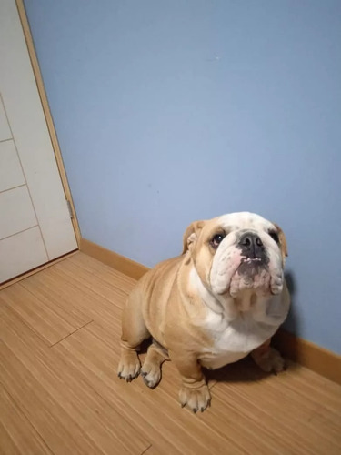 Bulldog Ingles Hembra Adulta - Pedigri Dorado