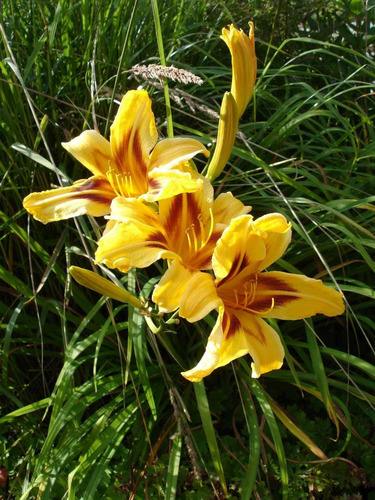 Planta Hermelocallis O Azucenas(hermelocallis)