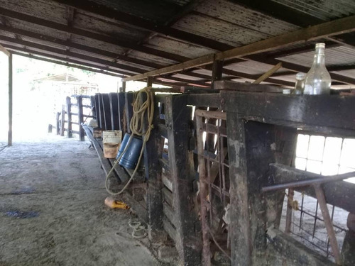 Imagen 7 de 16 de Finca En Falcon En Venta.lf
