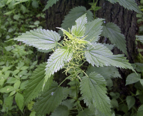 Semillas Hierba Medicinal Ortiga Urtica Dioica