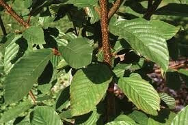 Cáscara Sagrada Rhamnus Purshiana D.c. 100 Gr