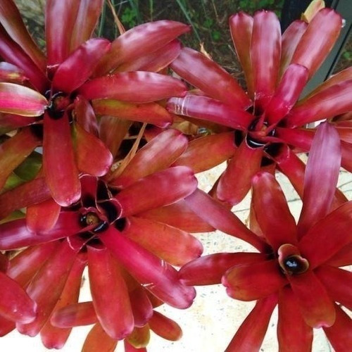 1 Linda Muda De ( Bromelia Neoregelia Fareball ).