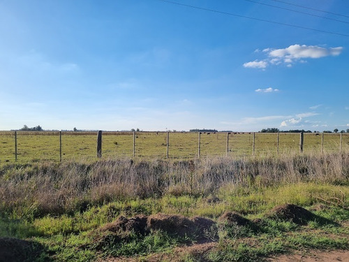 Imagen 7 de 9 de Campo En Venta. Gral Belgrano. Bs As.