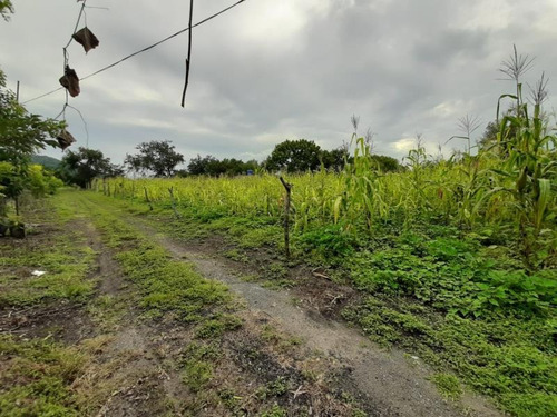Imagen 2 de 4 de Terreno En Venta Tlayacapan