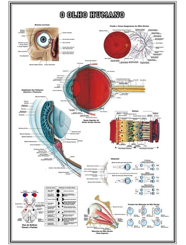 Poster Anatomia Ocular 65x100cm Decoração Ótica Clínica Oftalmologista Oftalmo Oculista - Plastificado