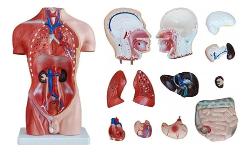 Modelo Anatómico Torso Masculino En 13 Partes Medida 42 Cm 