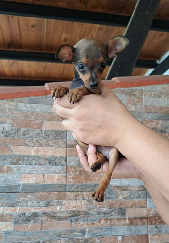 Cachorro Pinsher Macho