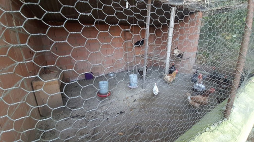 Imagem 23 de 30 de Chácara Aceita Troca Por Casa Em Itupeva Com 2 Dormitórios À Venda, 5000 M² Por R$ 850.000 - Guacuri - Itupeva/sp - Ch0246