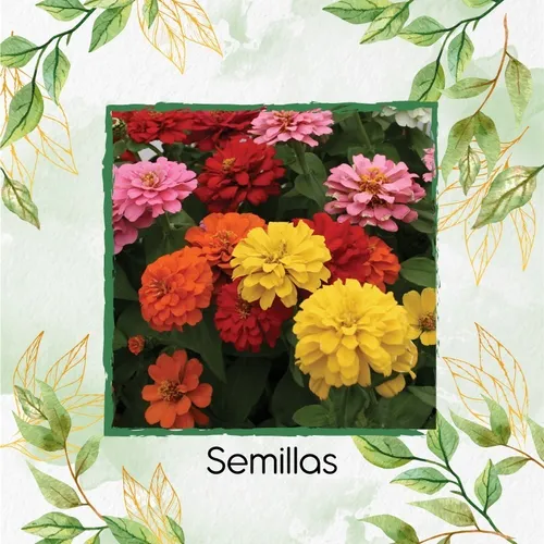 70 Semillas Flor Zinnia Enana Mezcla + Obsequio Germinación