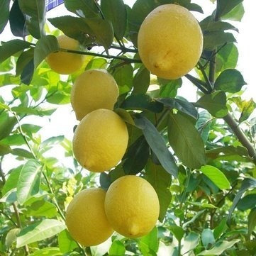 Imagen 2 de 6 de Limonero 4 Estaciones E10lts Arboles Frutales