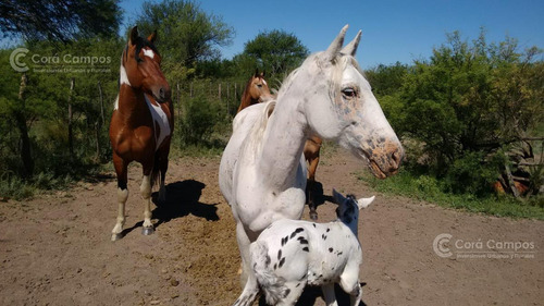 Se Vende Campo Ganadero En Mendoza, Rio Diamante. San Rafael.