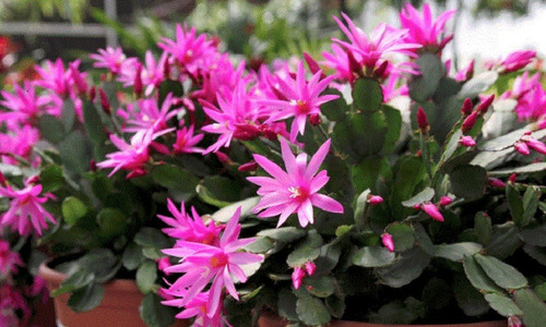 20 Semillas De Cactus De Pascua + Instructivo