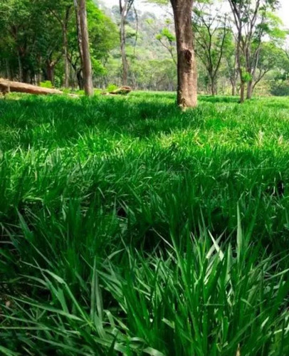 Pasto Mulato Consumo Para El Ganado 15kg Semillas Nueva 