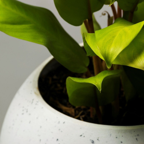 Portamaceta Esférica - Con Planta