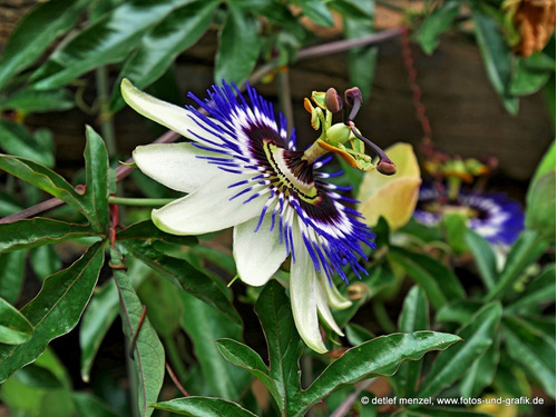Passiflora 100 Gr Ervas Secas
