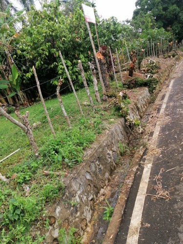 Se Venden 158 Tareas De Cacaos Ubicado En La Malena S.f.m