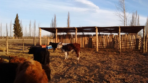 Venta Lote Campo Casa Mendoza General Alvear Bowe
