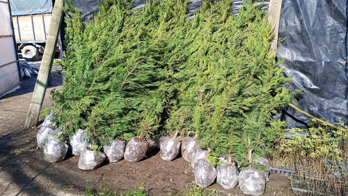 Pino Cipres Leylandii Grande 1,80 M Cerco Vivo Anti Hormigas 1.60 A 1.80 Cm