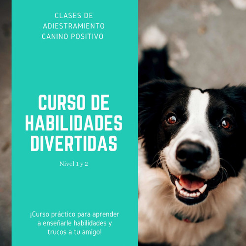 Imagen 5 de 5 de Clases De Adiestramiento Canino 100% Positivo