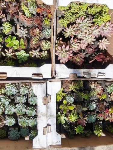 Imagen 3 de 10 de Suculentas Y Cactus 30pz. Más Costo De Envío.