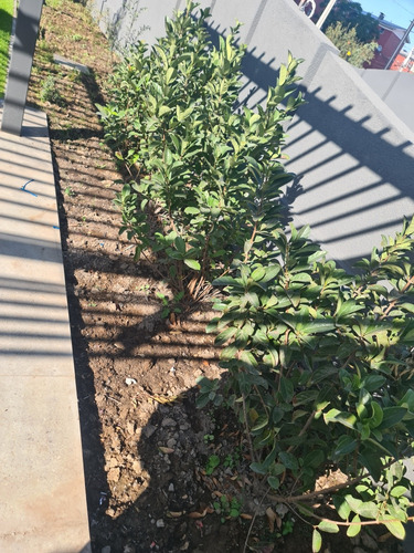 Mantención De Jardines A Particulares Y Condominios