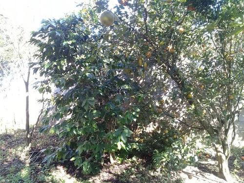 Imagem 6 de 20 de Chácara / / Mairinque-sp - 68422914