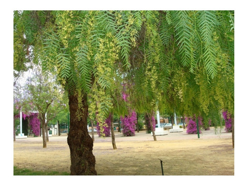 Muda De Aroeira Salsa - Já Com 1 Metro - Ideal Para Calçada