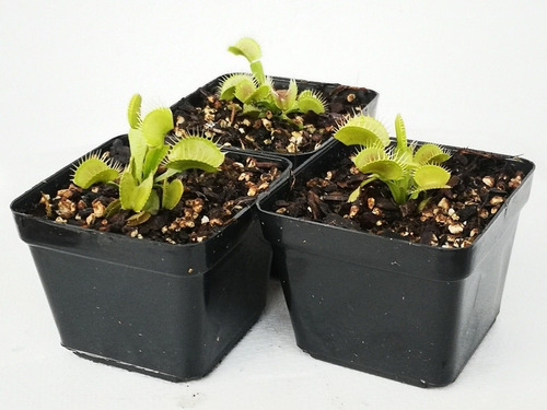 Planta Carnívora Venus Atrapamoscas Dionaea Muscipula B52