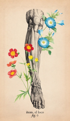Imagen 8 de 8 de El Tarot De Anatomía Y Botánica Antigua (libro + Cartas)