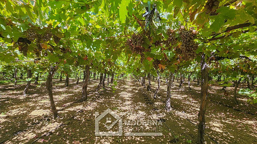 Predio 68.5 Ha En Cam La Montaña Con Parrones En Producción