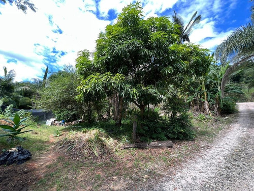 Imagem 5 de 30 de Chácara 2048m2, Casa Sede, Loja, Depósito, Viveiro De Plantas Com Estufa, Acesso Asfaltado, Poço Caipira, Ótima Localização - Ch00256 - 70814196