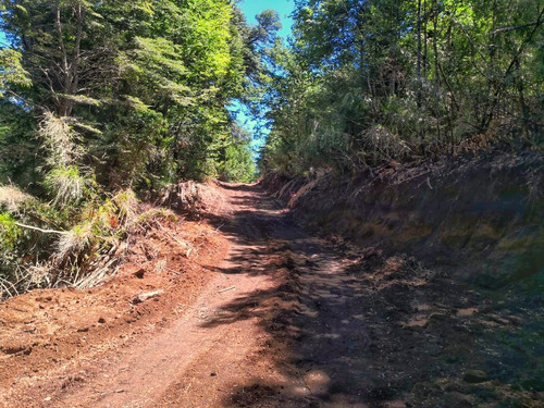 Precio De Lanzamiento Proyecto En Bosques Nativos