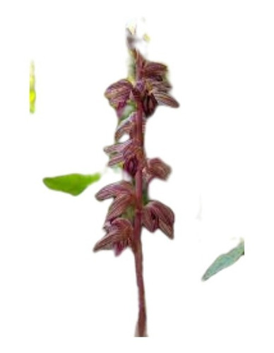 300 Sementes Orquidea Colemans Coral Root