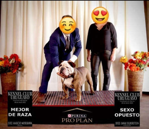 Imagen 5 de 5 de Bulldog Ingles Macho Para Monta O Inseminación.