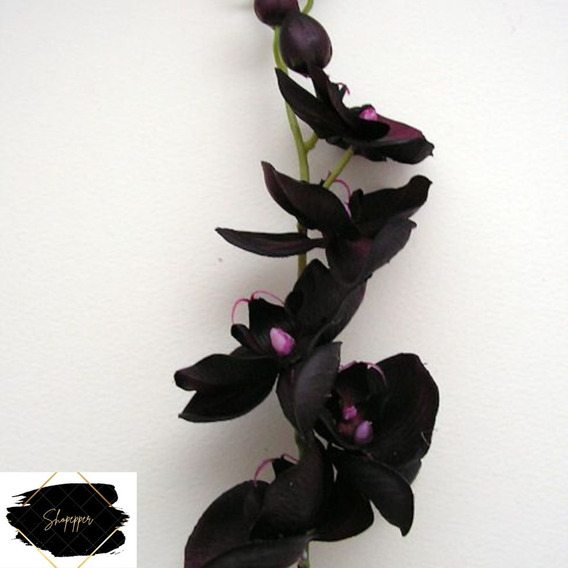 Mudas De Orquidea Cattleya Negra | MercadoLivre 📦