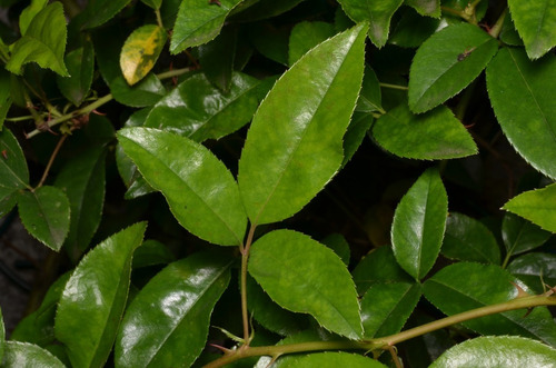 Marapoama, Erva Seca Para Chá