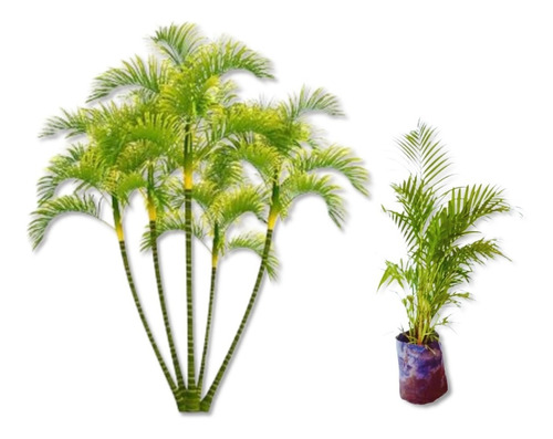 Muda Planta De Palmeira Areca Bambu - Para Decoração