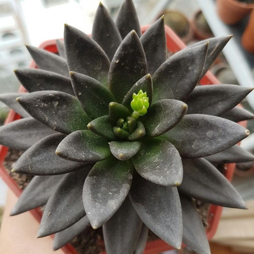 150 Semillas De Suculenta Negra