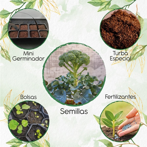 100 Semillas De Brócoli De Cicco + Kit De Germinación