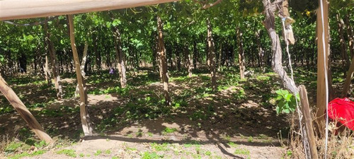 Agrícola En Venta En Vicuña