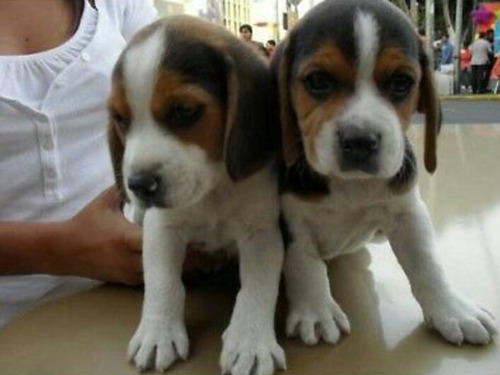 Cachorros Beagle 13 Pulgadas Miniaturas