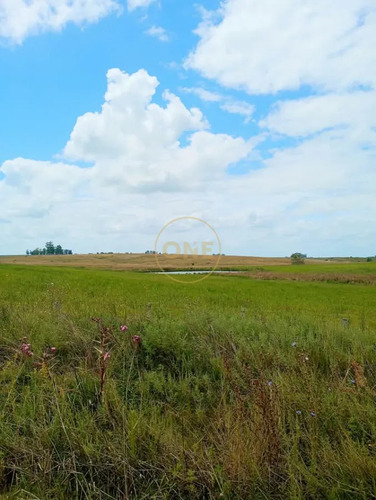 Venta De Campo De 150 Hectáreas En Curva Matonte Florida